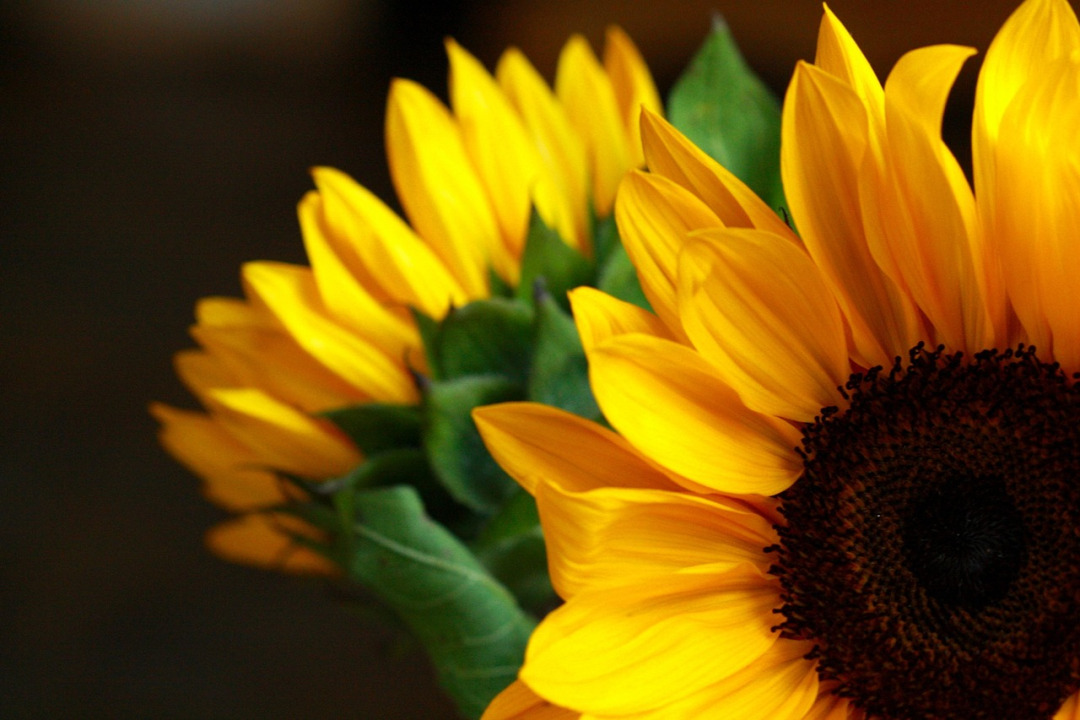 sunflower bouquet rustic
